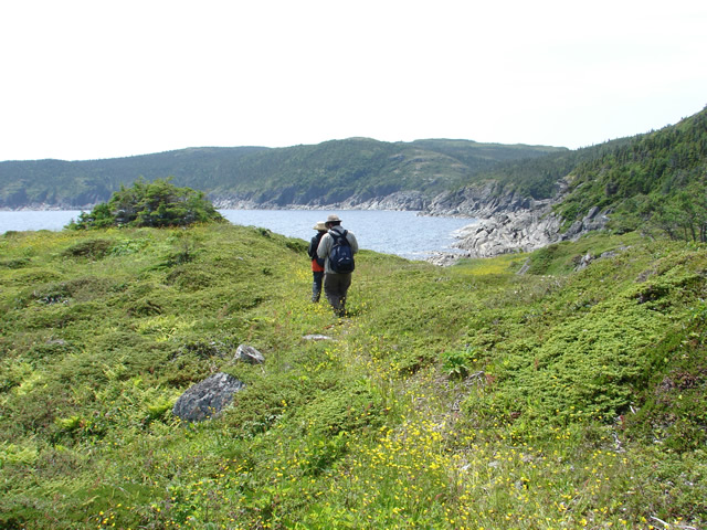 A pathway marked with a vegetation shadow of buttercups.